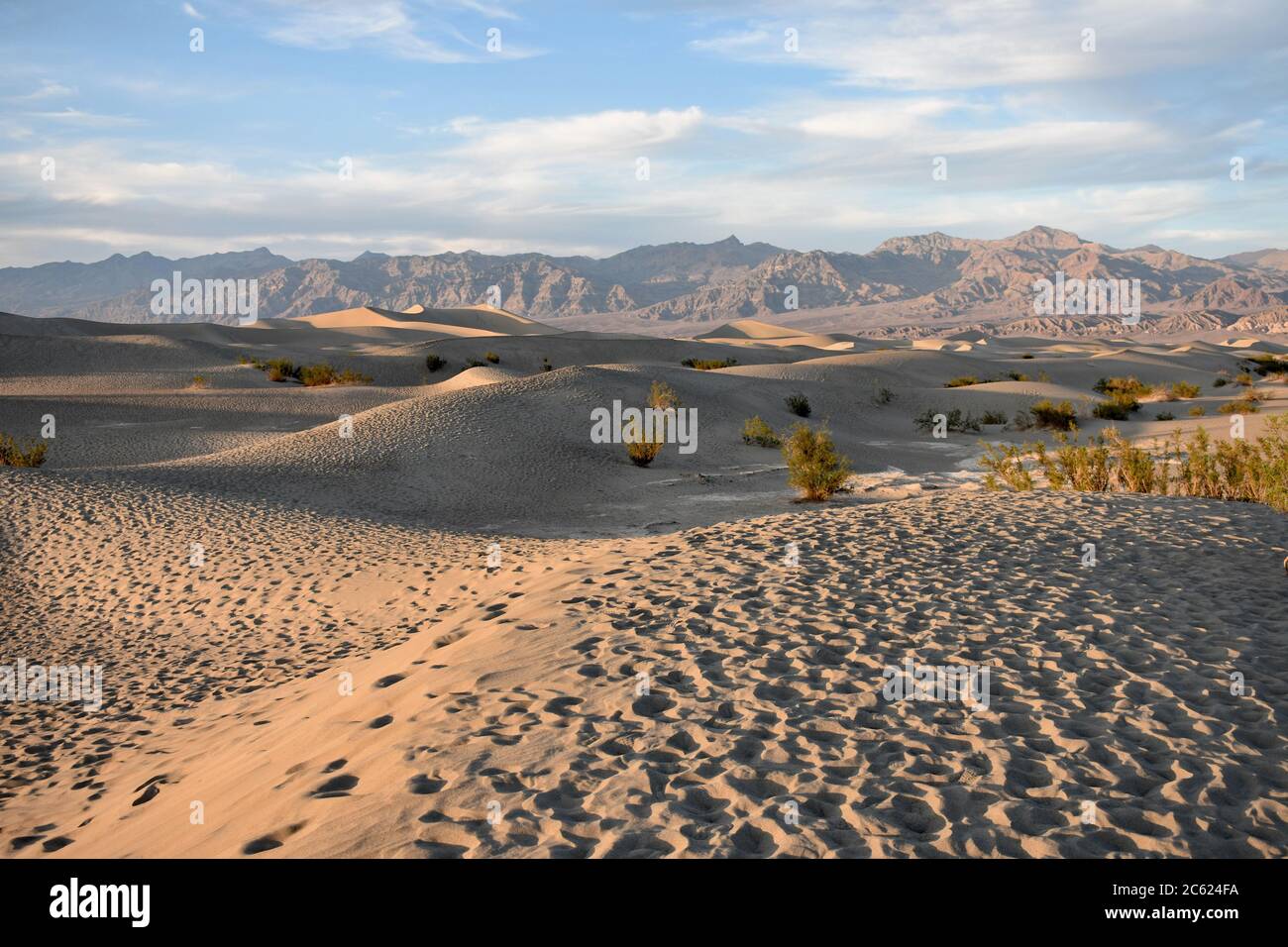 Coucher de soleil sur les dunes de sable de Mesquite Flat dans le parc national de la Vallée de la mort. Empreintes de pas dans le sable, arbres de Mesquite et montagnes du désert brun en arrière-plan. Banque D'Images