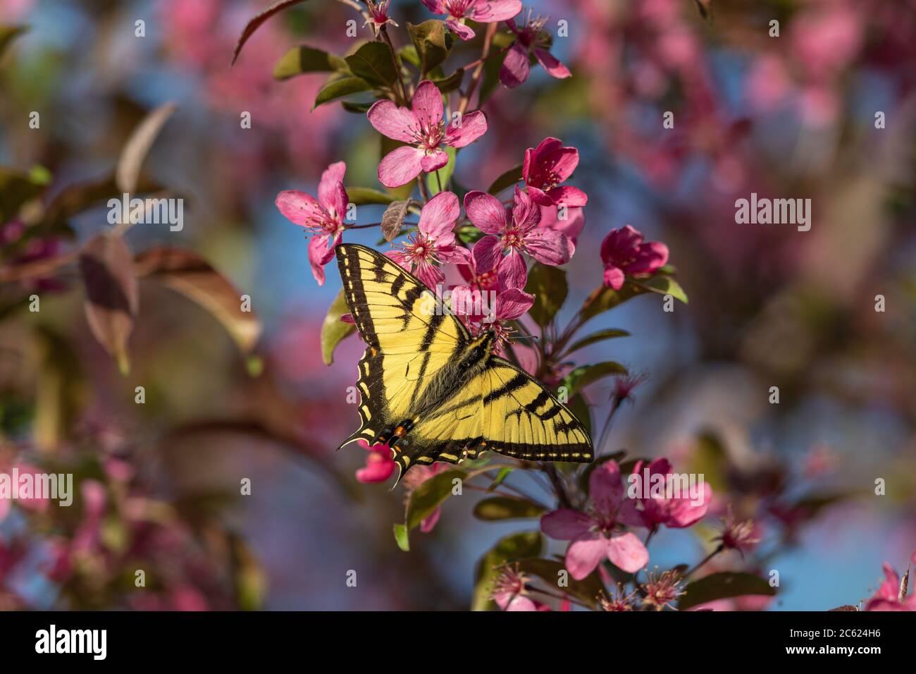 Nawallowtail de tigre de l'est trouvant le nectar d'un arbre de crabapple en fleur. Banque D'Images