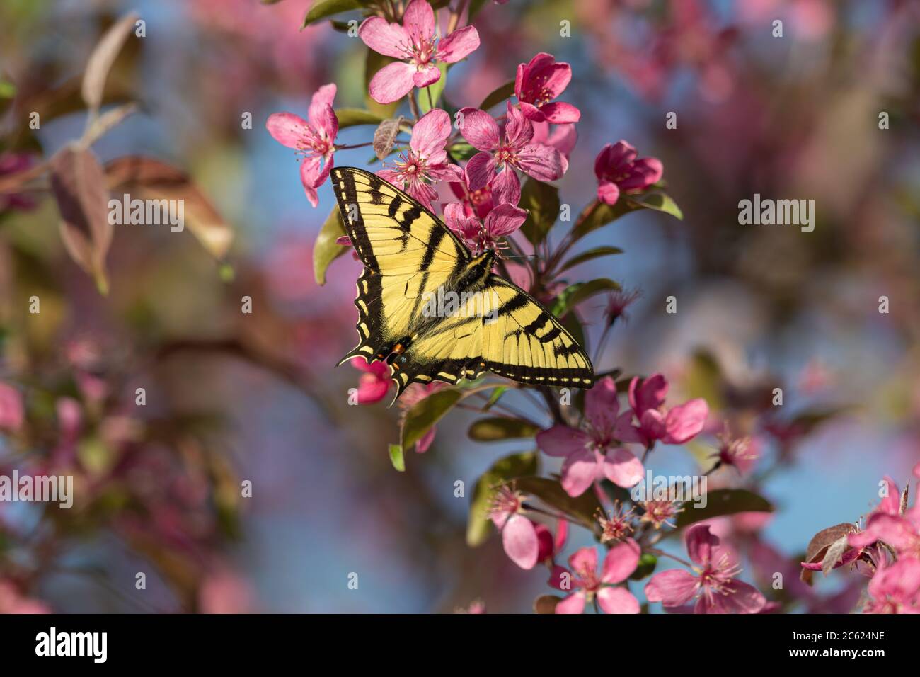 Nawallowtail de tigre de l'est trouvant le nectar d'un arbre de crabapple en fleur. Banque D'Images