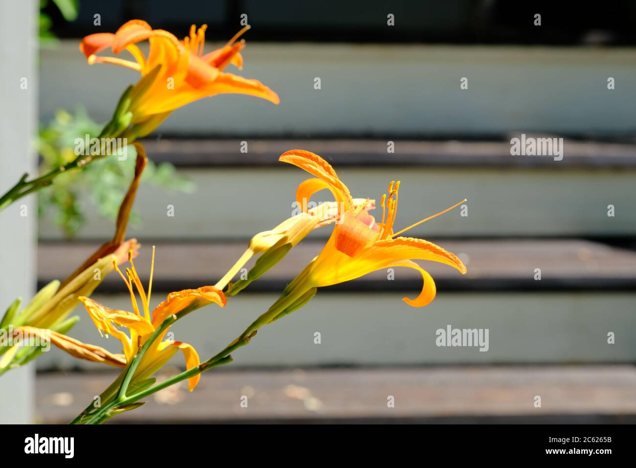 Des daylides orange (Hemerocallis fulva) illuminent au soleil de la fin de l'après-midi, avec des marches sous le porche en toile de fond, dans un jardin Glebe, Ottawa (Ontario), Canada. Banque D'Images