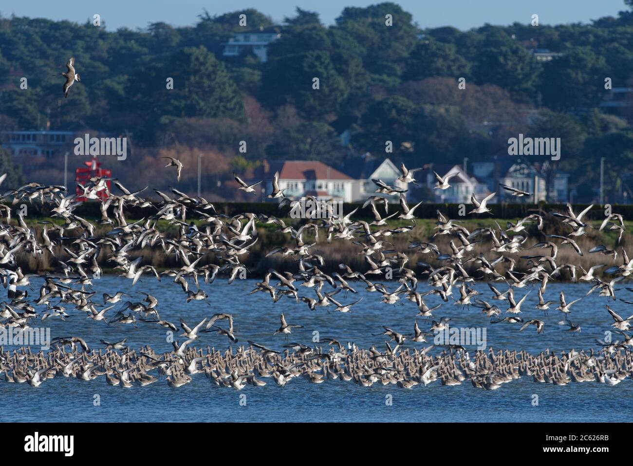 Le petit-bouc à queue noire (Limosa limosa) se retire d'une marée haute dans un lagon peu profond sur l'île de Brownsea, avec le Poole en arrière-plan, Dorset, Royaume-Uni Banque D'Images