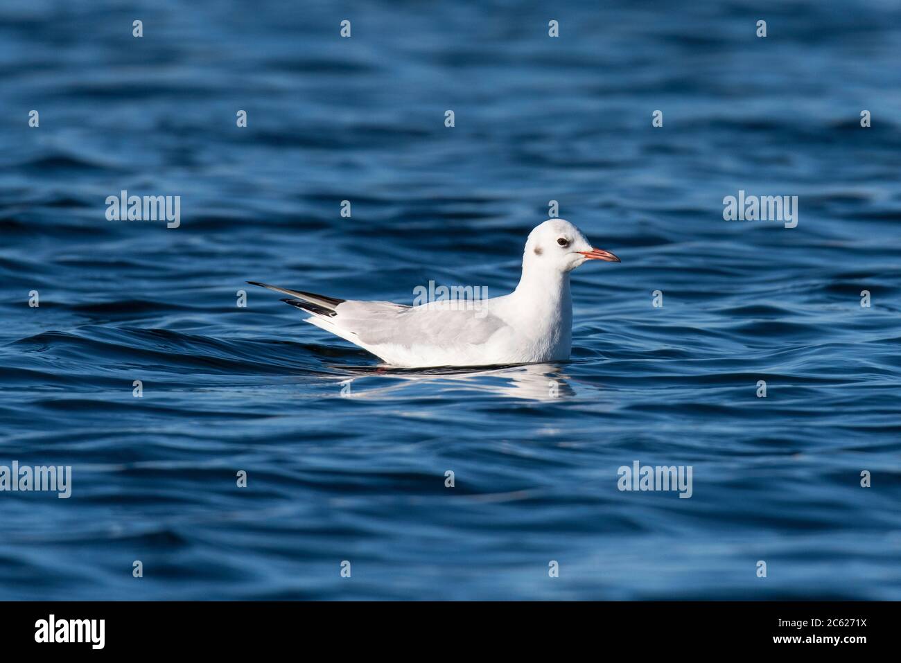 Chroicocephalus ridibundus. Se reproduit dans les colonies, les lacs avec roseaux et les zones marécageuses, le long de la côte. Migrer lorsque le froid se nourrit sur les terres agricoles. Banque D'Images