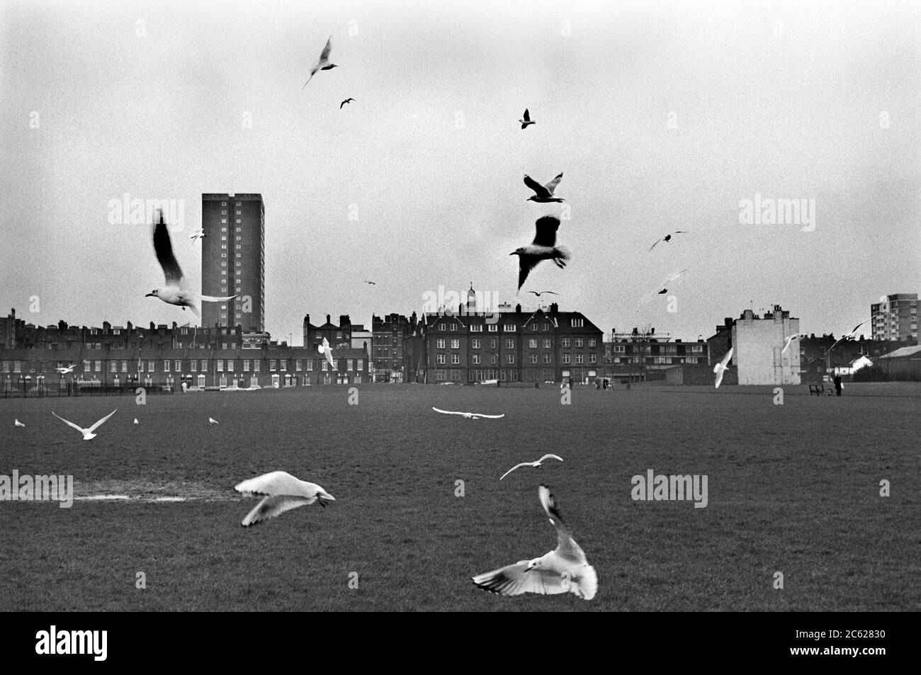 Seagulls à la recherche de nourriture, urbain Whitechapel est de Londres Angleterre 1975. ANNÉES 1970 ROYAUME-UNI HOMER SYKES Banque D'Images