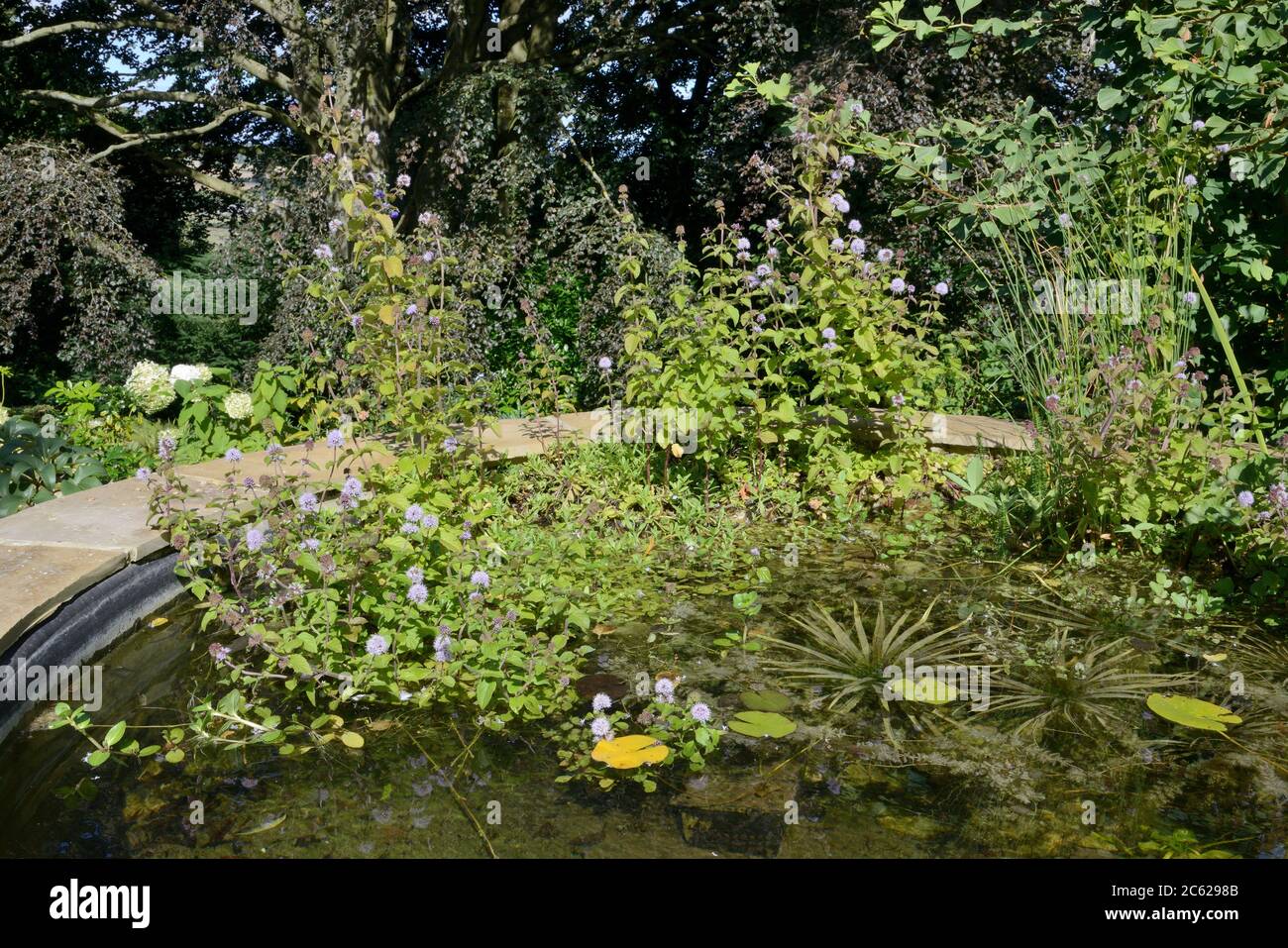 Menthe (Mentha aquatica) fleurit dans un étang de jardin conçu et planté pour attirer la faune, Wiltshire, Royaume-Uni, septembre. Banque D'Images