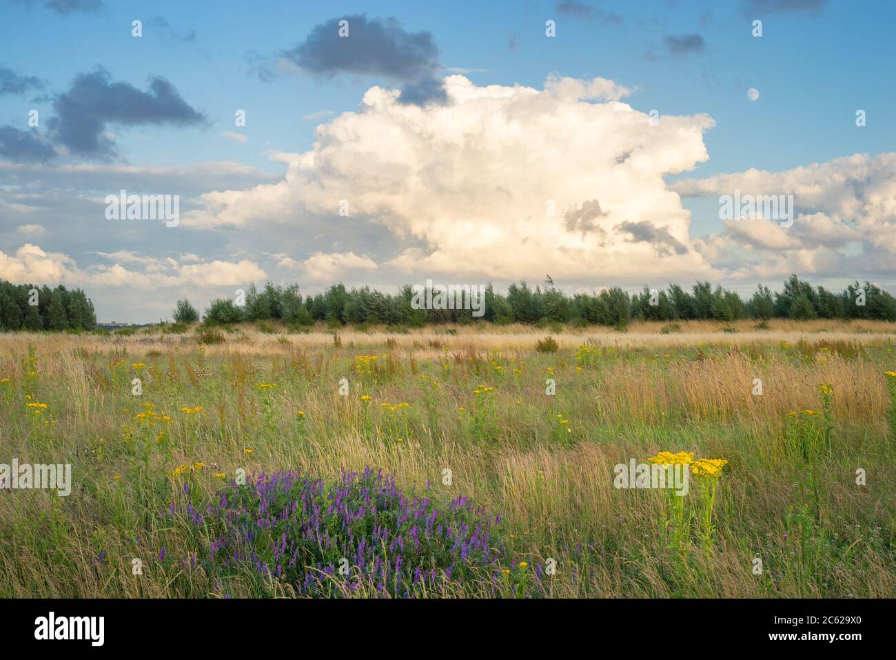 Douche à la pluie au-dessus d'une zone sauvage avec des fleurs sauvages  colorées en premier plan Photo Stock - Alamy