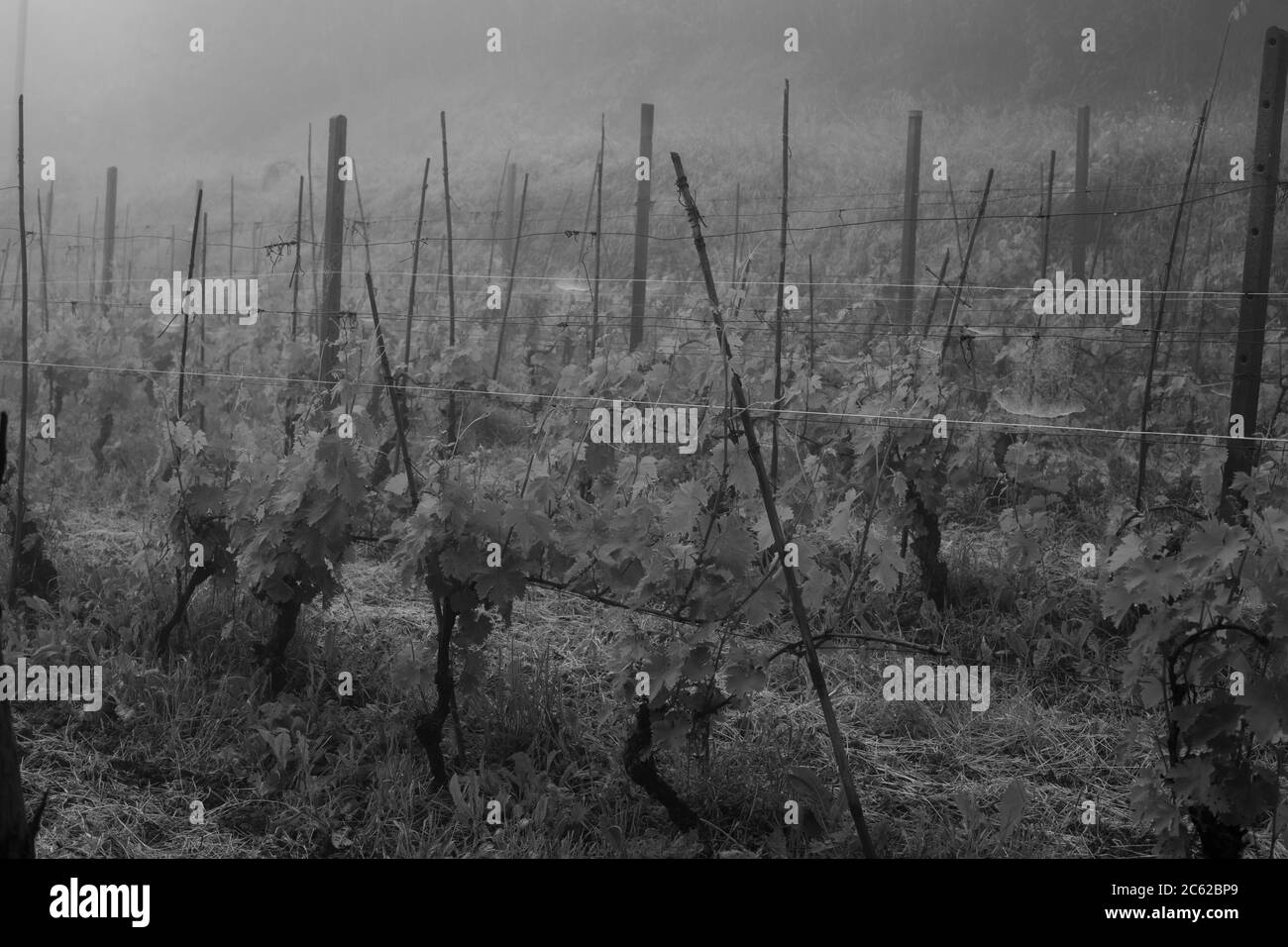 Vignoble dans le brouillard près de Sessame, vallée de Bormida, Piémont, Italie Banque D'Images