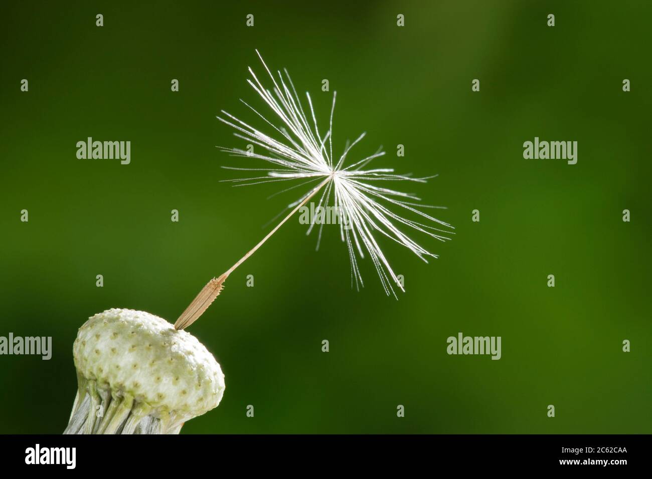 Graines de pissenlit unique Banque D'Images