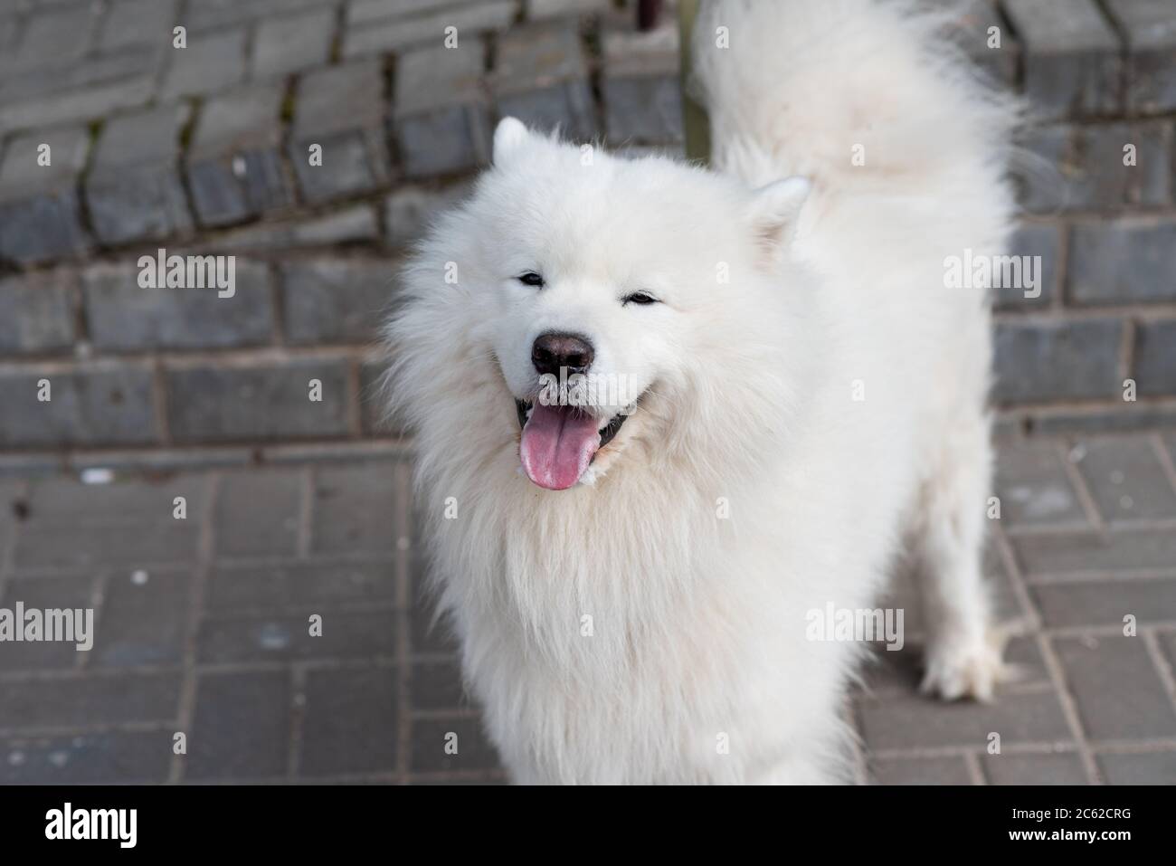 Chien de Samoyed dans la rue avec des signes de rage Banque D'Images
