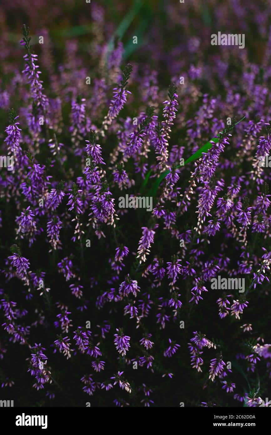 Fond de lavande violette dans un style contrasté foncé Photo Stock - Alamy