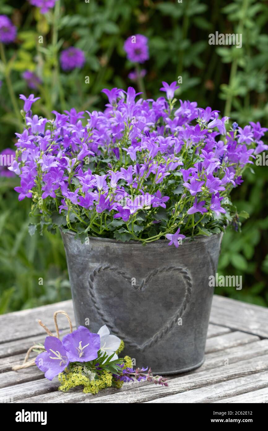 décoration d'été avec fleur en violet dans pot de zinc Banque D'Images