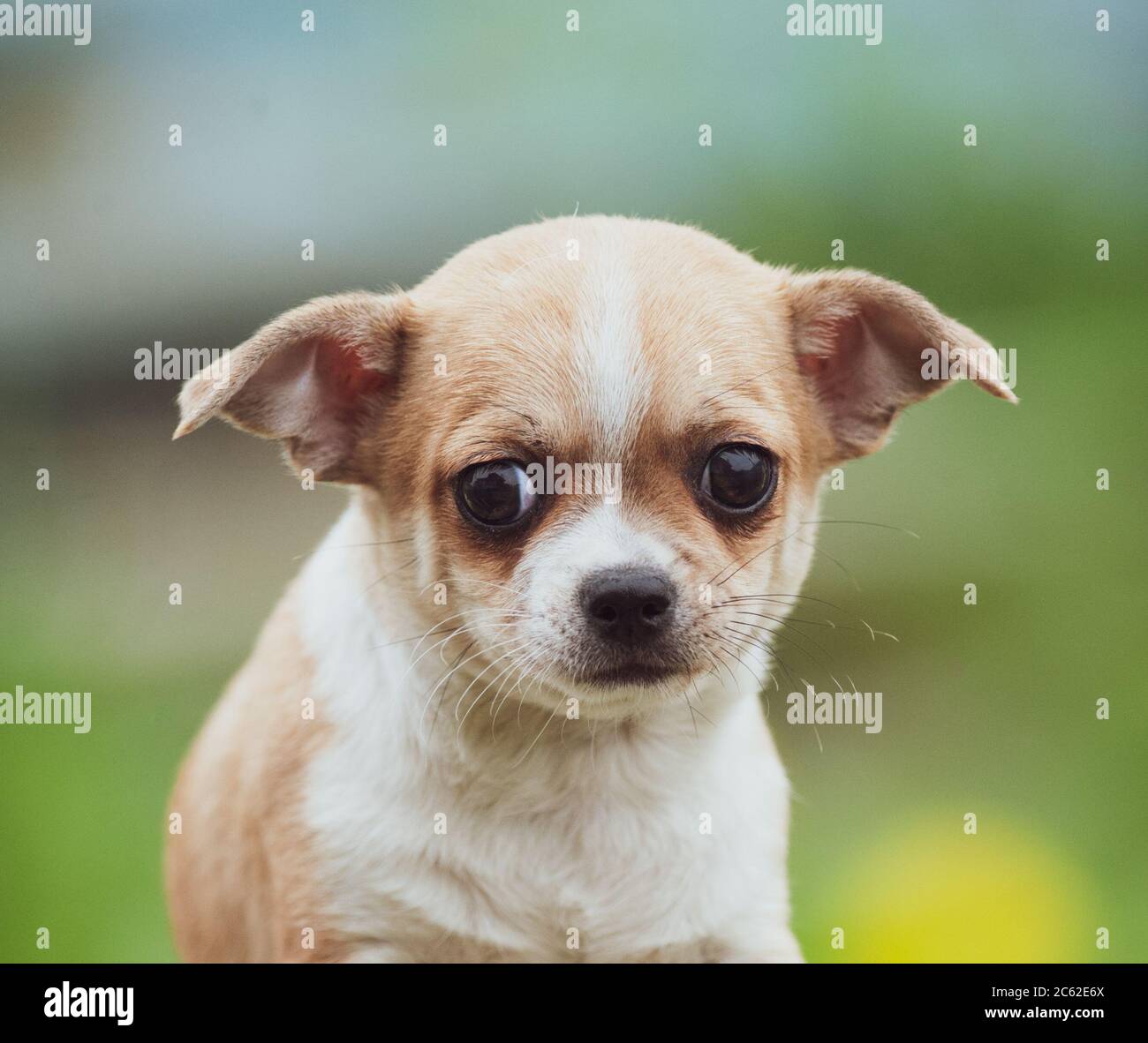 Mignon chiot chiwawa avec expression anxieux Banque D'Images