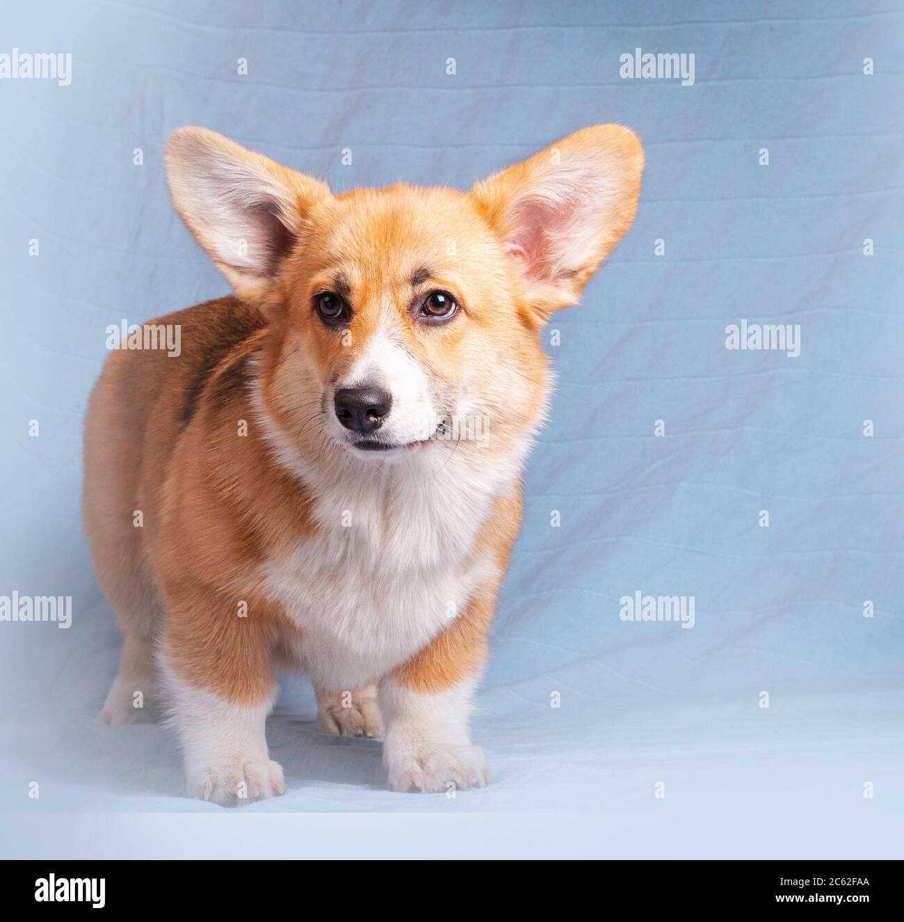 Joli chien gallois en corgi posé à l'intérieur Banque D'Images