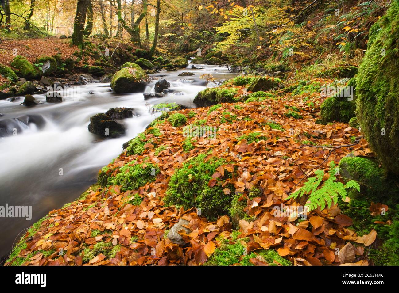 Bois de hêtre par flux en automne. Birks d'Aberfeldy, Perth et Kinross, Scotland, UK Banque D'Images