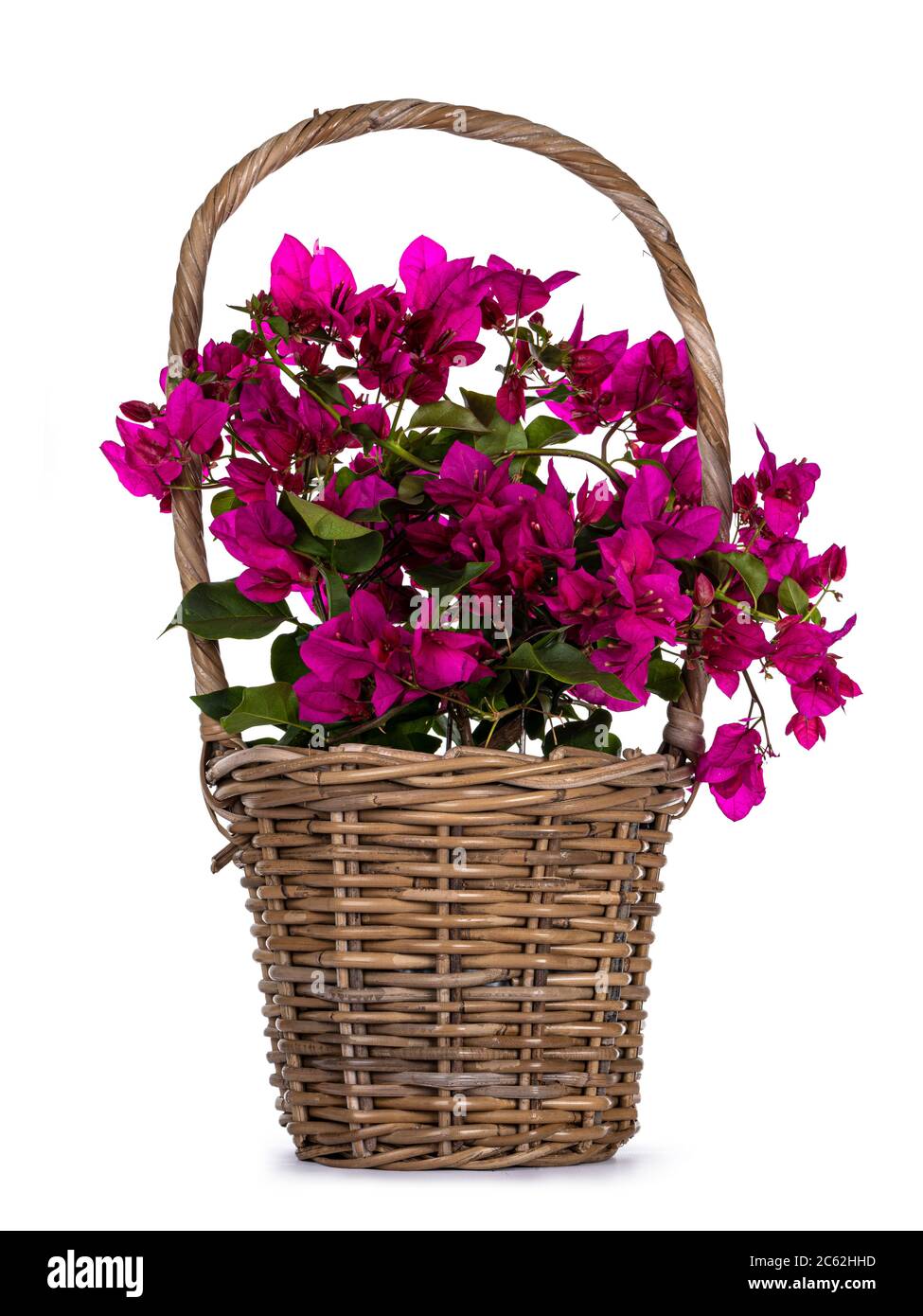 Panier brun avec plante rose bougainvillea en fleurs, isolée sur fond blanc. Banque D'Images