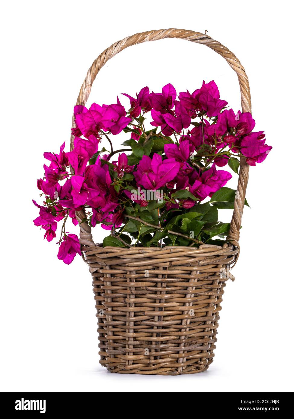 Panier brun avec plante rose bougainvillea en fleurs, isolée sur fond blanc. Banque D'Images