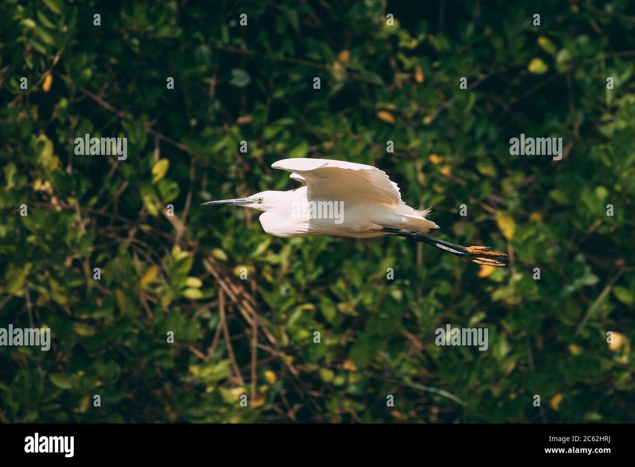 Goa, Inde. White Little Egret Flying sur fond de verdure Banque D'Images