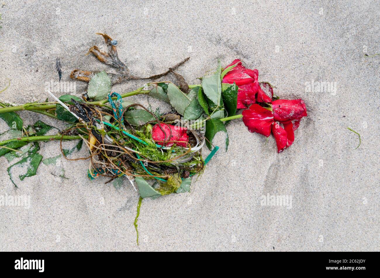 Les restes de bedragled d'un bouquet de roses lavé sur une plage mélangée à des algues. À Spiggie Beach, dans le sud de la Mainland, Shetland. Banque D'Images