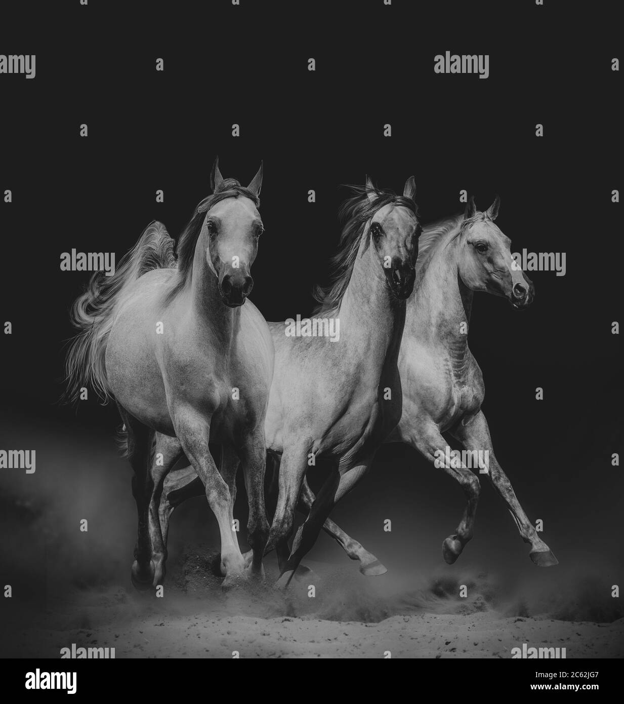 De magnifiques chevaux arabes dans la nature sombre Banque D'Images