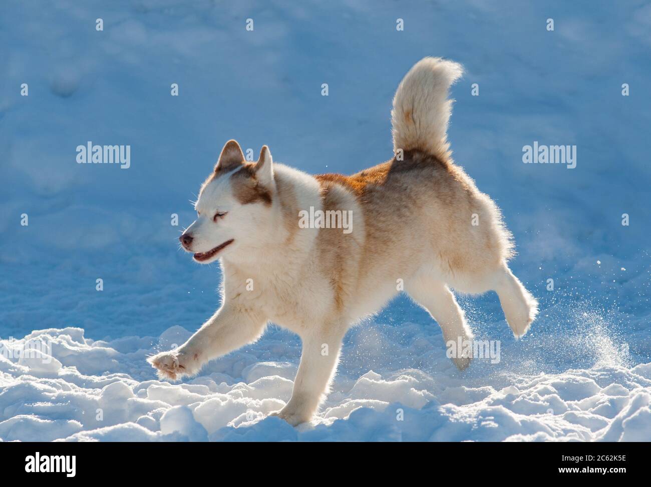 Magnifique chien husky en hiver Banque D'Images