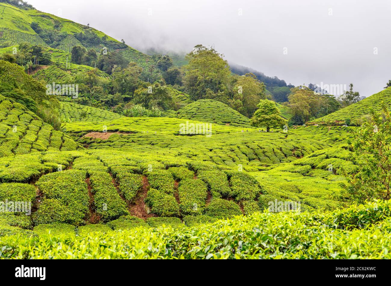 Plantation de thé près de Brinchang, Cameron Highlands, Malaisie Banque D'Images