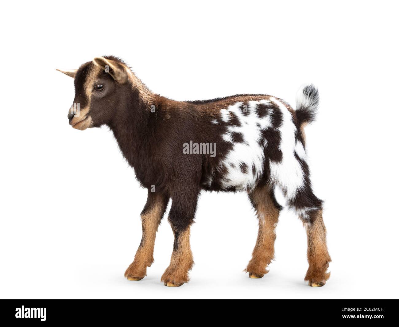 Mignon Brun Avec Blanc A Pois Ventre Bebe Chevre Pygmee Debout Cotes Allez Y Et Regardez Tout Droit Isole Sur Un Fond Blanc Photo Stock Alamy