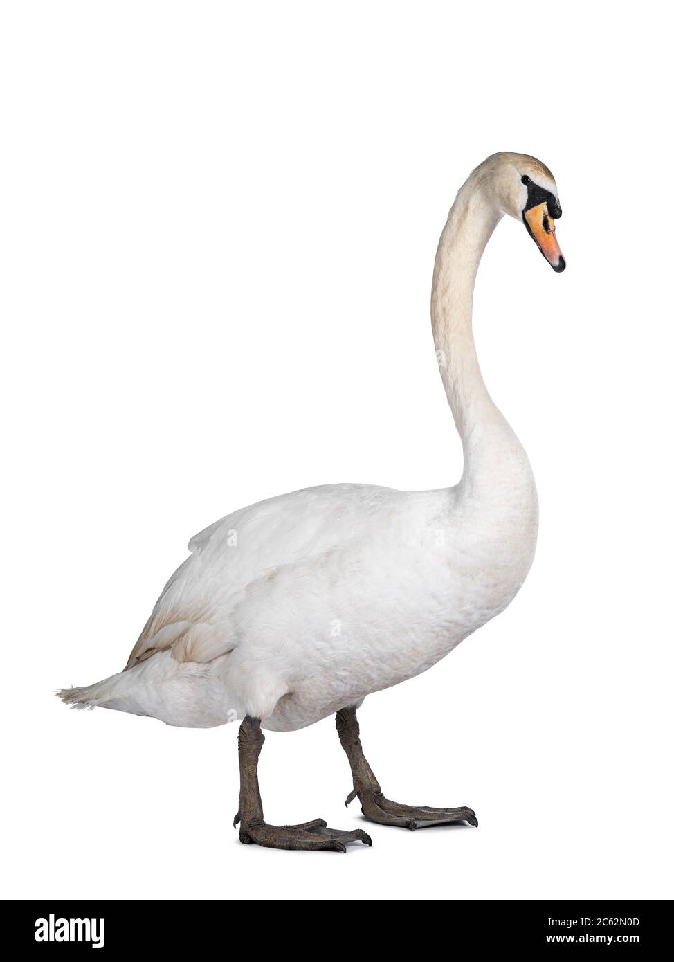 Magnifique cygne blanc masculin muet, sur les côtés. Regarder l'appareil photo. Isolé sur fond blanc. Banque D'Images