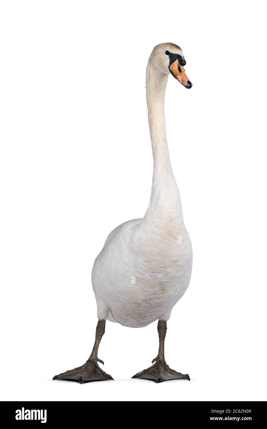 Magnifique cygne blanc Mute mâle, debout face à l'avant. Regarder l'appareil photo. Isolé sur fond blanc. Banque D'Images