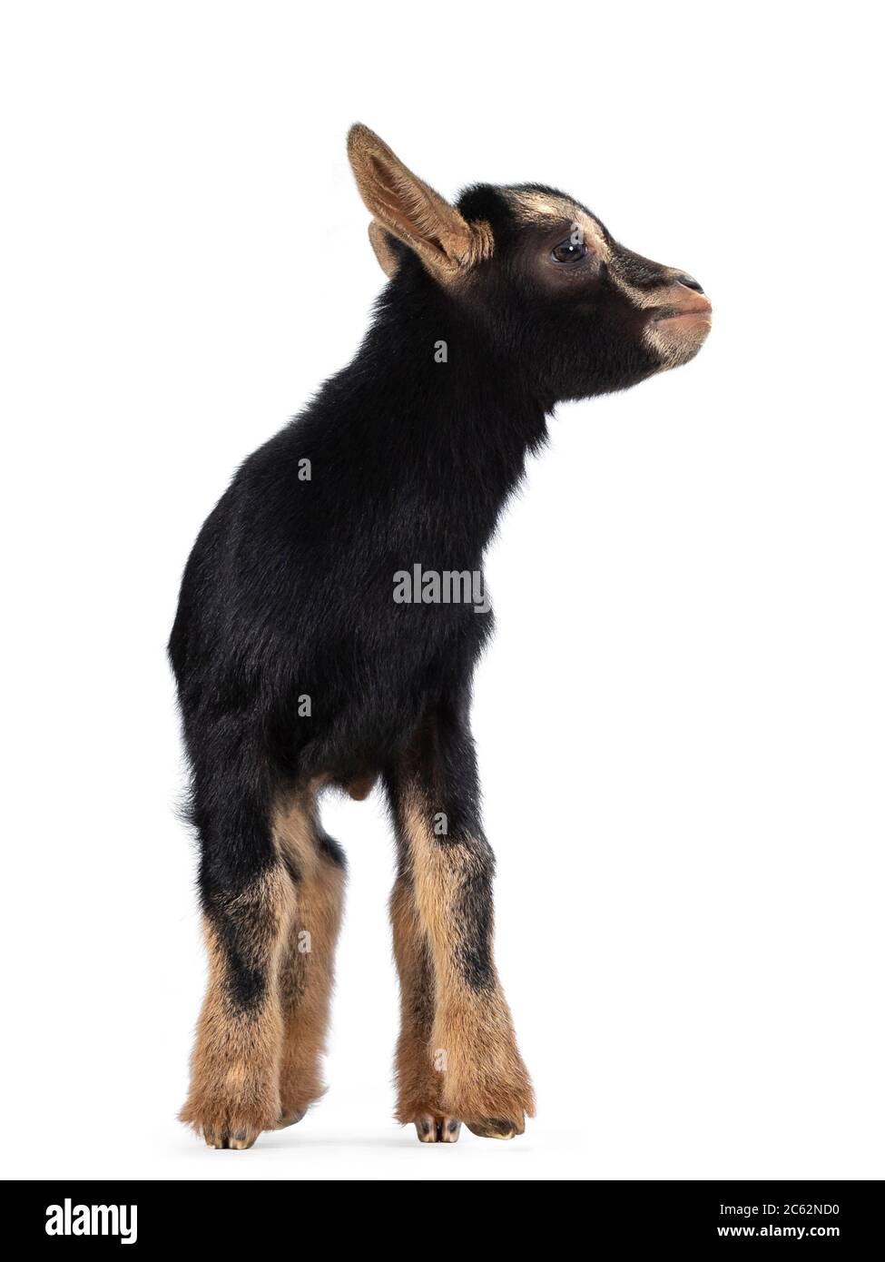 Mignon bébé chèvre pygmée noir brun avec cordon de nombril, debout 