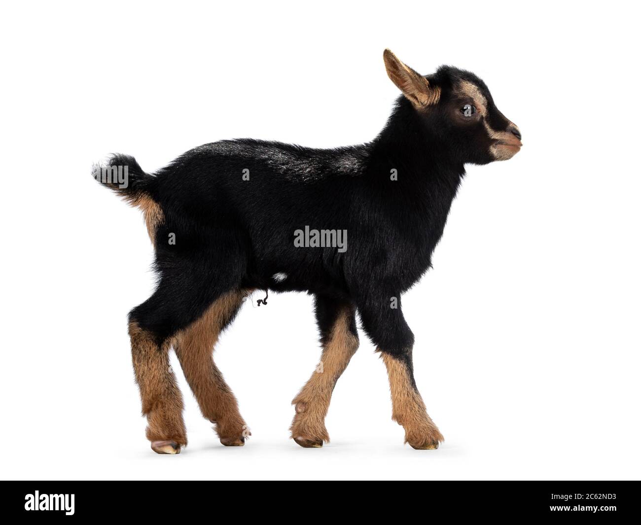Mignon Bebe Noir Brun Chevre Pygmee Avec Cordon De Nombril Des Voies Laterales De Marche Regarde Tout Droit Isole Sur Fond Blanc Photo Stock Alamy
