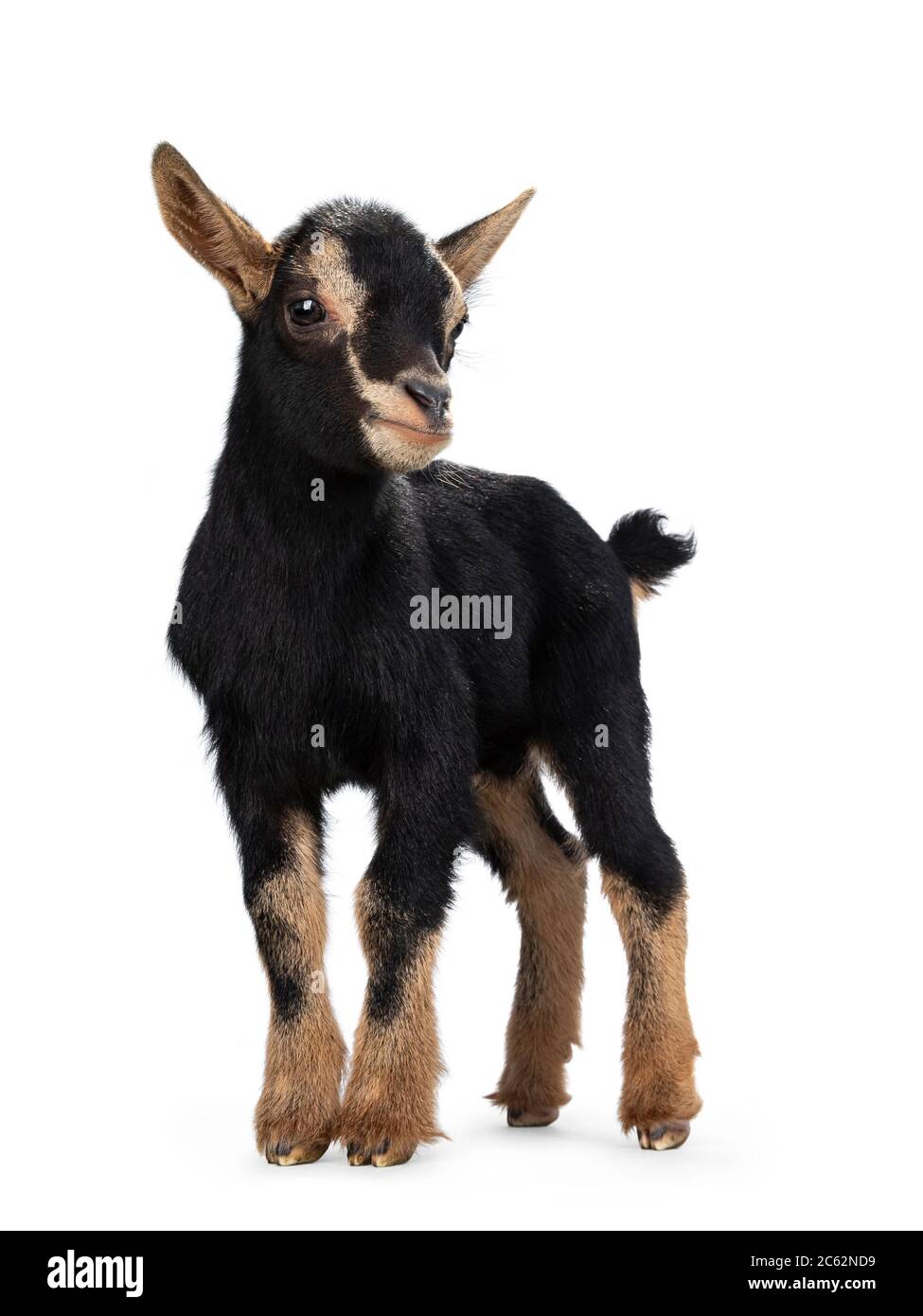 Mignon Bebe Chevre Pygmee Noir Brun Avec Cordon De Nombril Debout Face A L Avant En Regardant Sur Le Cote Isole Sur Fond Blanc Photo Stock Alamy