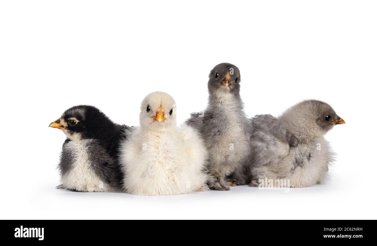 Groupe de 4 poulets Brahma de bébé multicolores, assis ensemble. Isolé sur un fond blanc. Banque D'Images