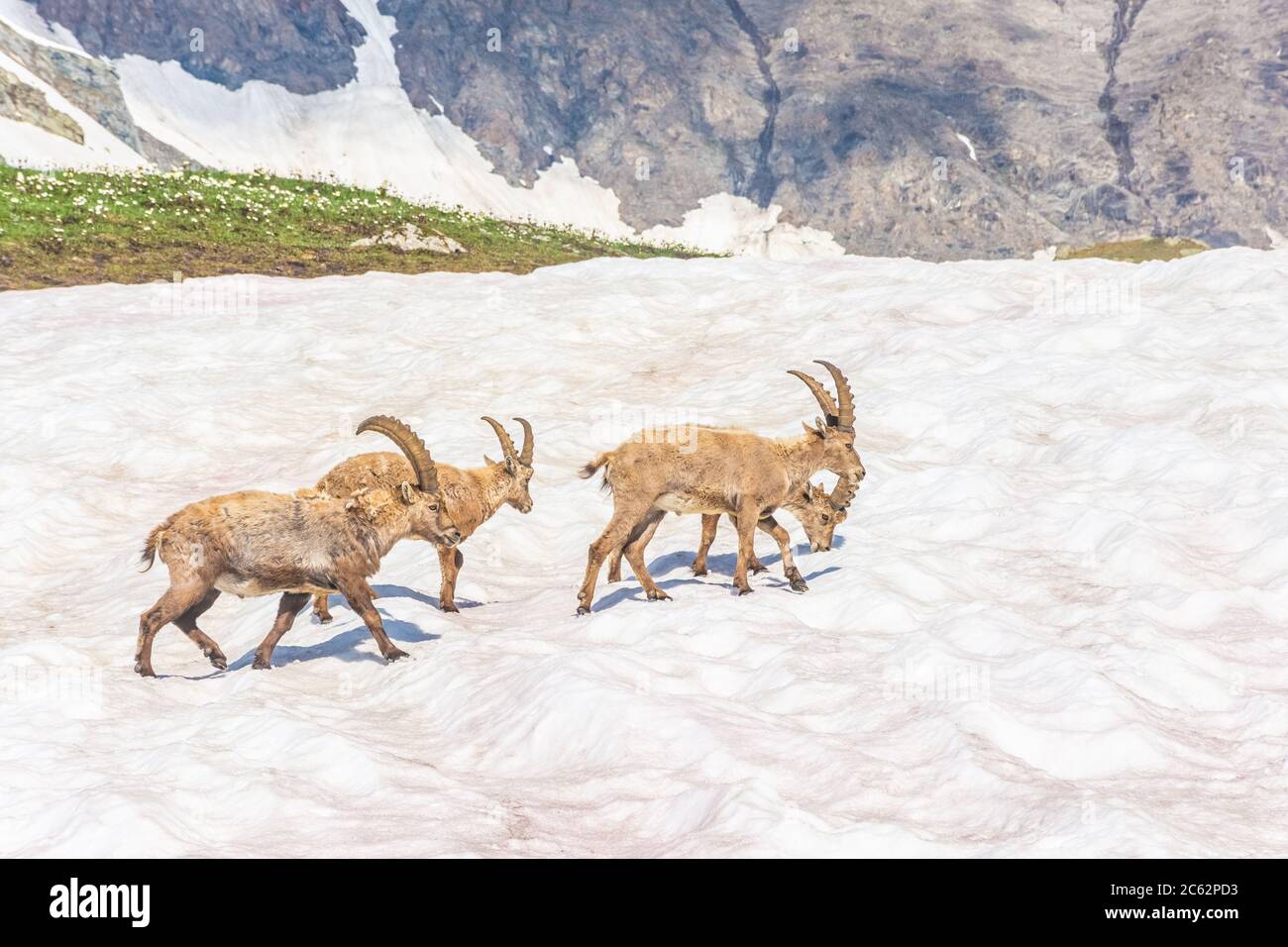 Bel ibex alpin dans les montagnes enneigées du parc national de Gran Paradiso en Italie Banque D'Images