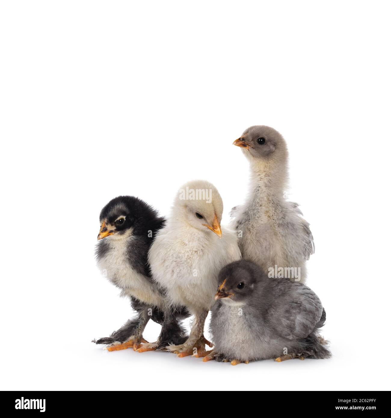 Groupe de 4 poulets Brahma de bébé multicolores, assis ensemble. Isolé sur un fond blanc. Banque D'Images