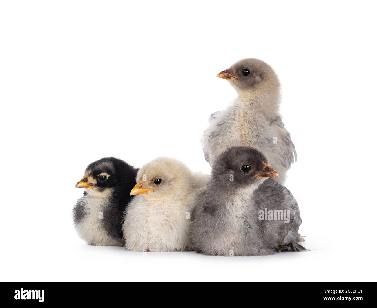 Groupe de 4 poulets Brahma de bébé multicolores, assis ensemble. Isolé sur un fond blanc. Banque D'Images