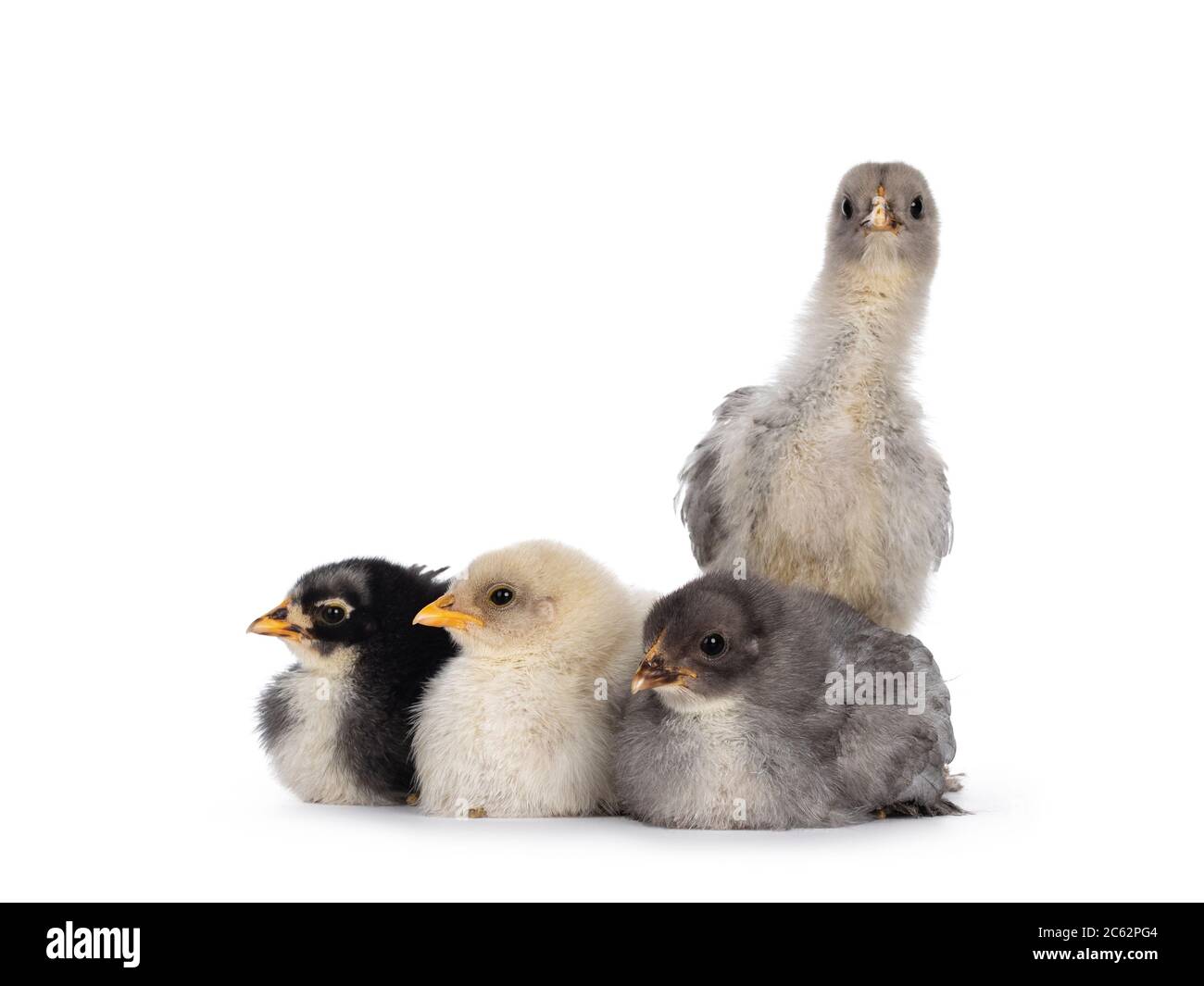 Groupe de 4 poulets Brahma de bébé multicolores, assis ensemble. Isolé sur un fond blanc. Banque D'Images