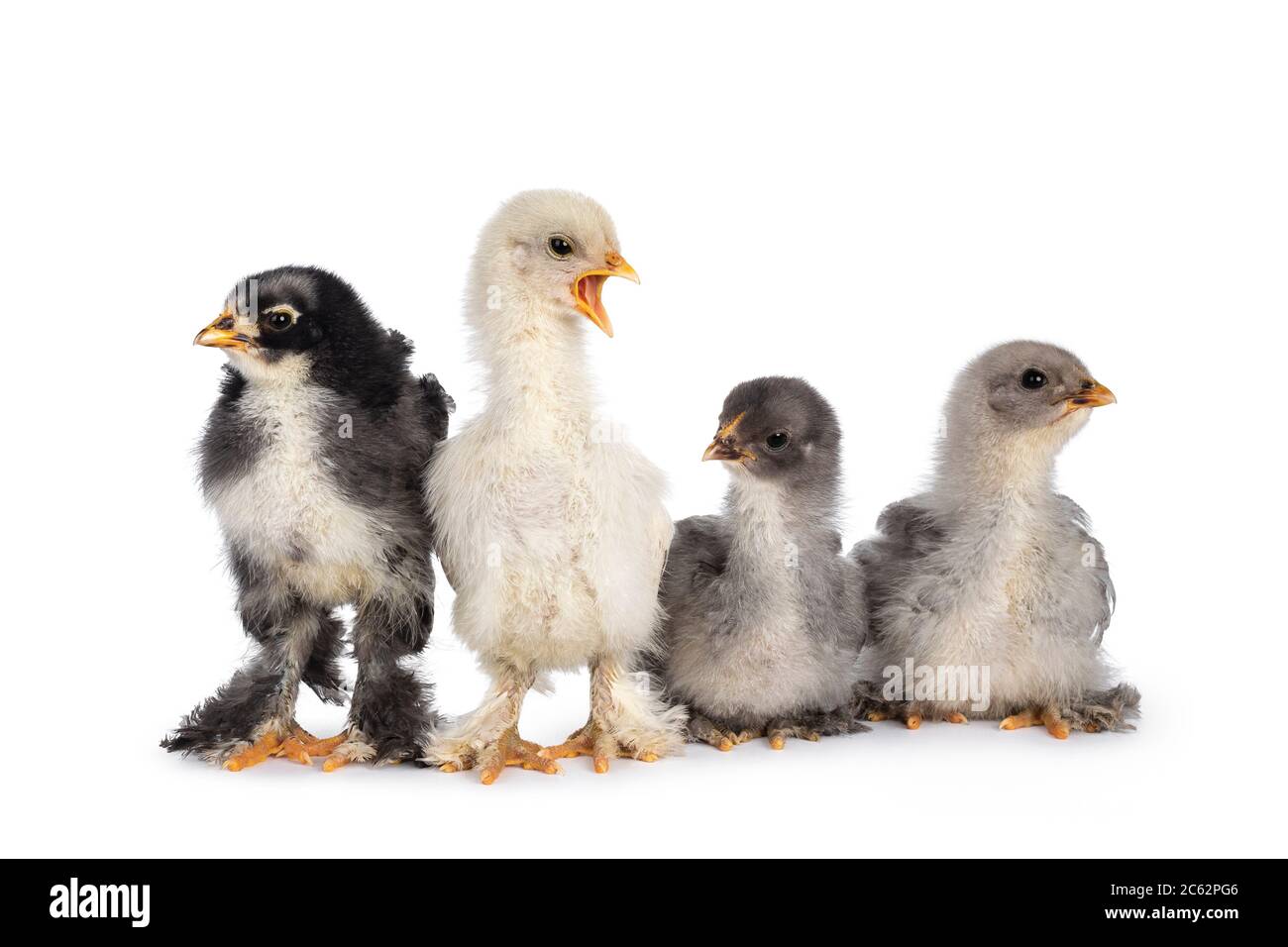 Groupe de 4 poulets Brahma de bébé multicolores, assis ensemble. Isolé sur un fond blanc. Banque D'Images