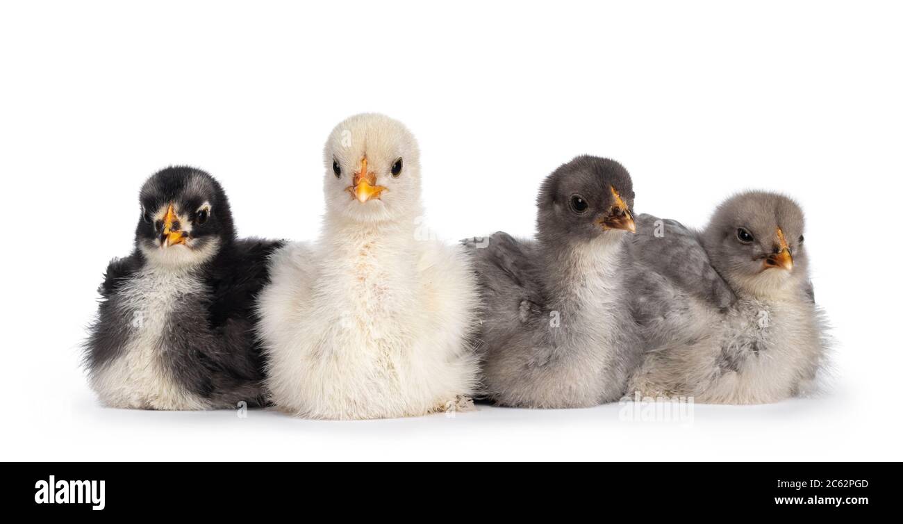 Groupe de 4 poulets Brahma de bébé multicolores, assis ensemble. Isolé sur un fond blanc. Banque D'Images