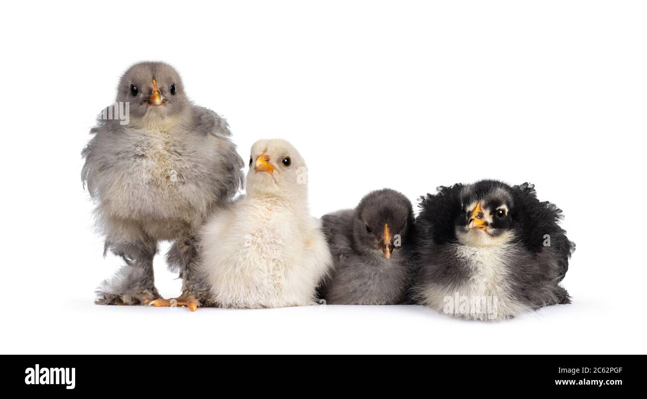 Groupe de 4 poulets Brahma de bébé multicolores, assis ensemble. Isolé sur un fond blanc. Banque D'Images
