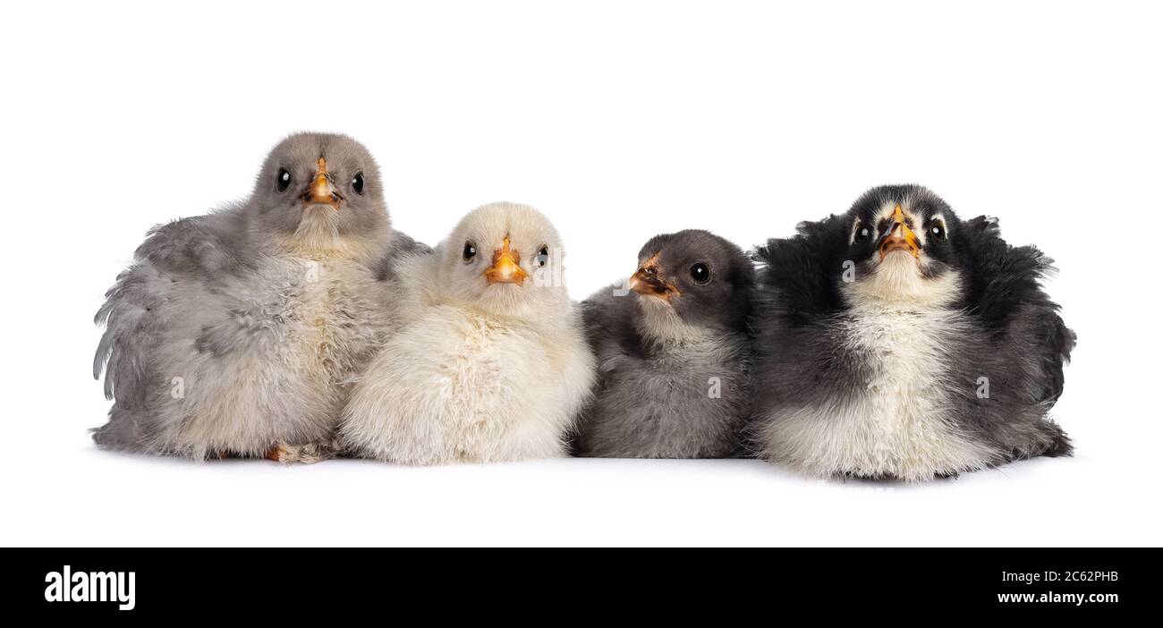 Groupe de 4 poulets Brahma de bébé multicolores, assis ensemble. Isolé sur un fond blanc. Banque D'Images