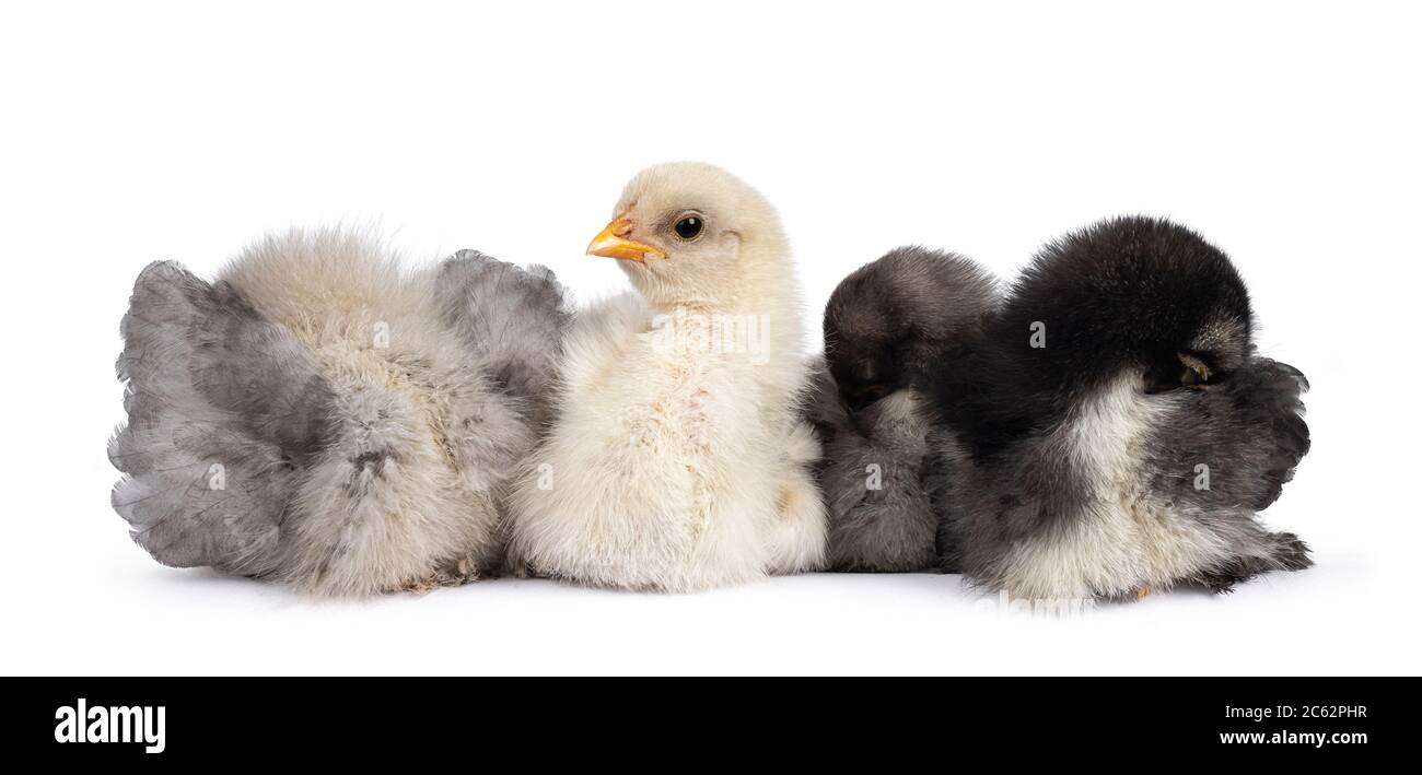 Groupe de 4 poulets Brahma de bébé multicolores, assis ensemble. Isolé sur un fond blanc. Banque D'Images