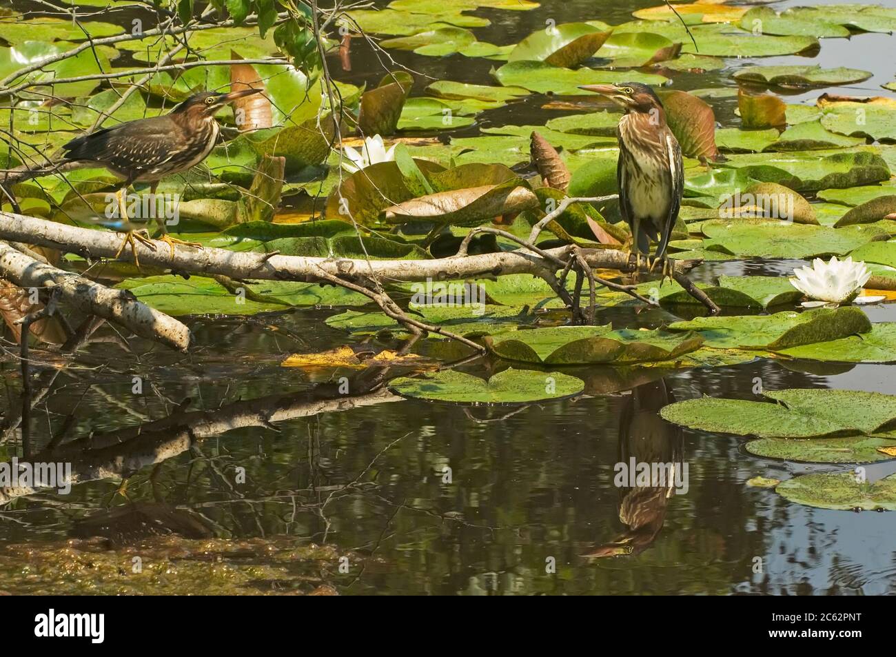 Deux hérons juvéniles à dos vert perchés au-dessus d'un étang d'eau douce recouvert de nénuphars Banque D'Images
