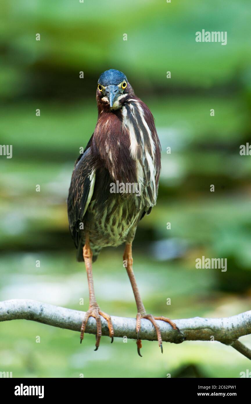 Héron vert juvénile Banque D'Images