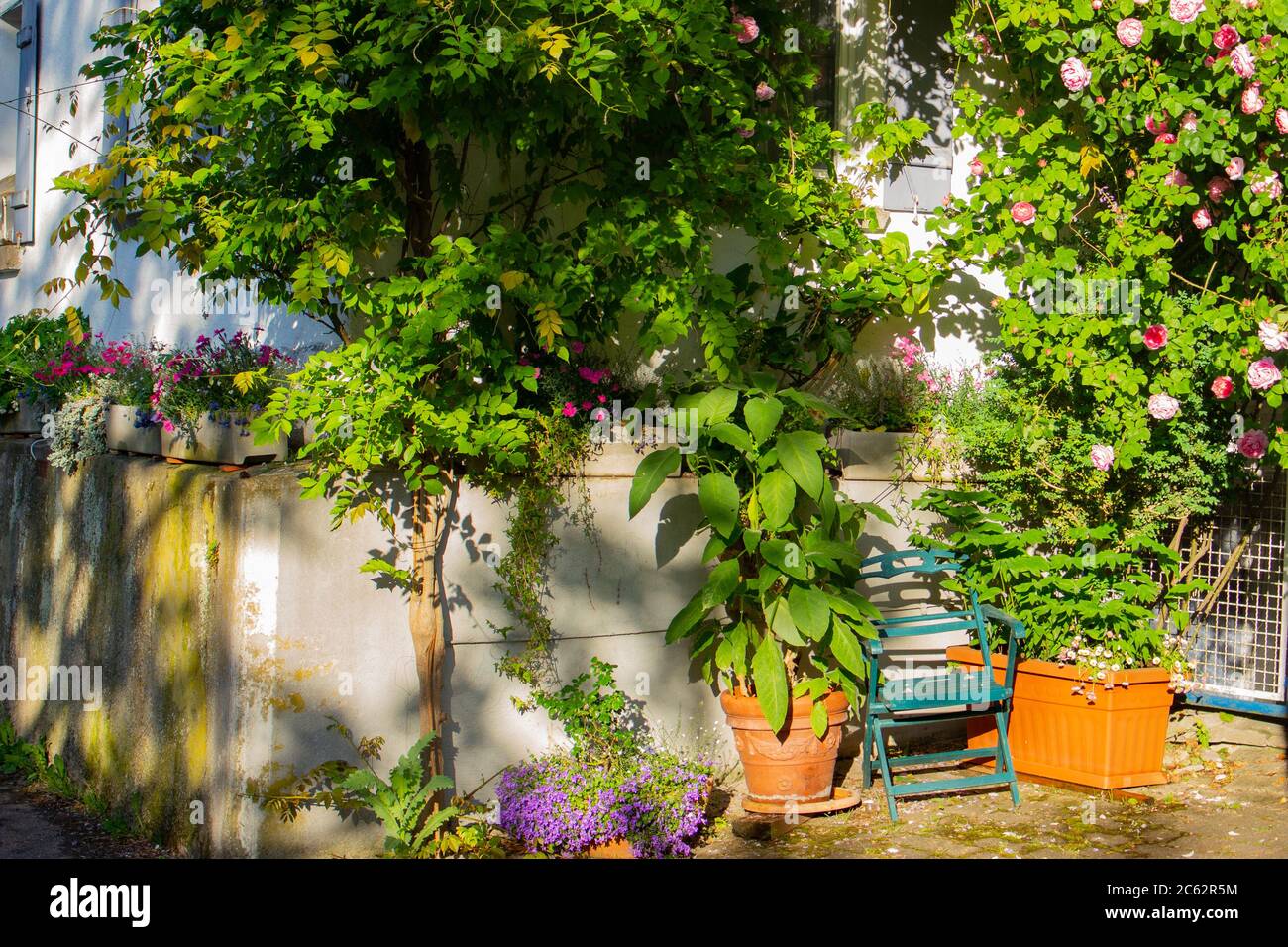 Chaise pliante verte vide sous une rose Banque D'Images