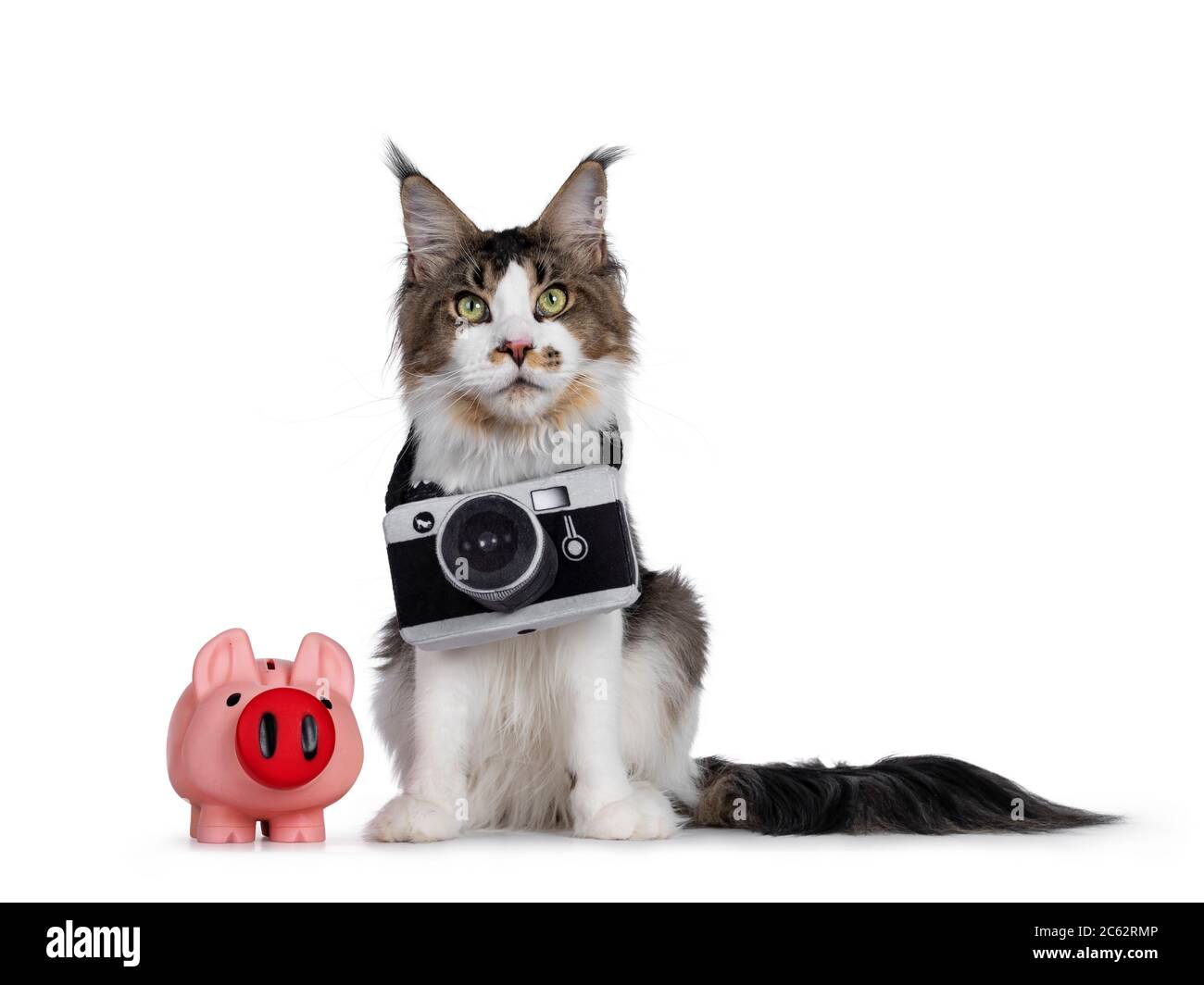 Mignon Jeune Chat De Maine Coon Assis Face A L Avant A Cote D Une Banque De Porc Rose Porter Un Appareil Photo En Peluche Autour Du Cou Vue Au Dessus De La Camera Isole