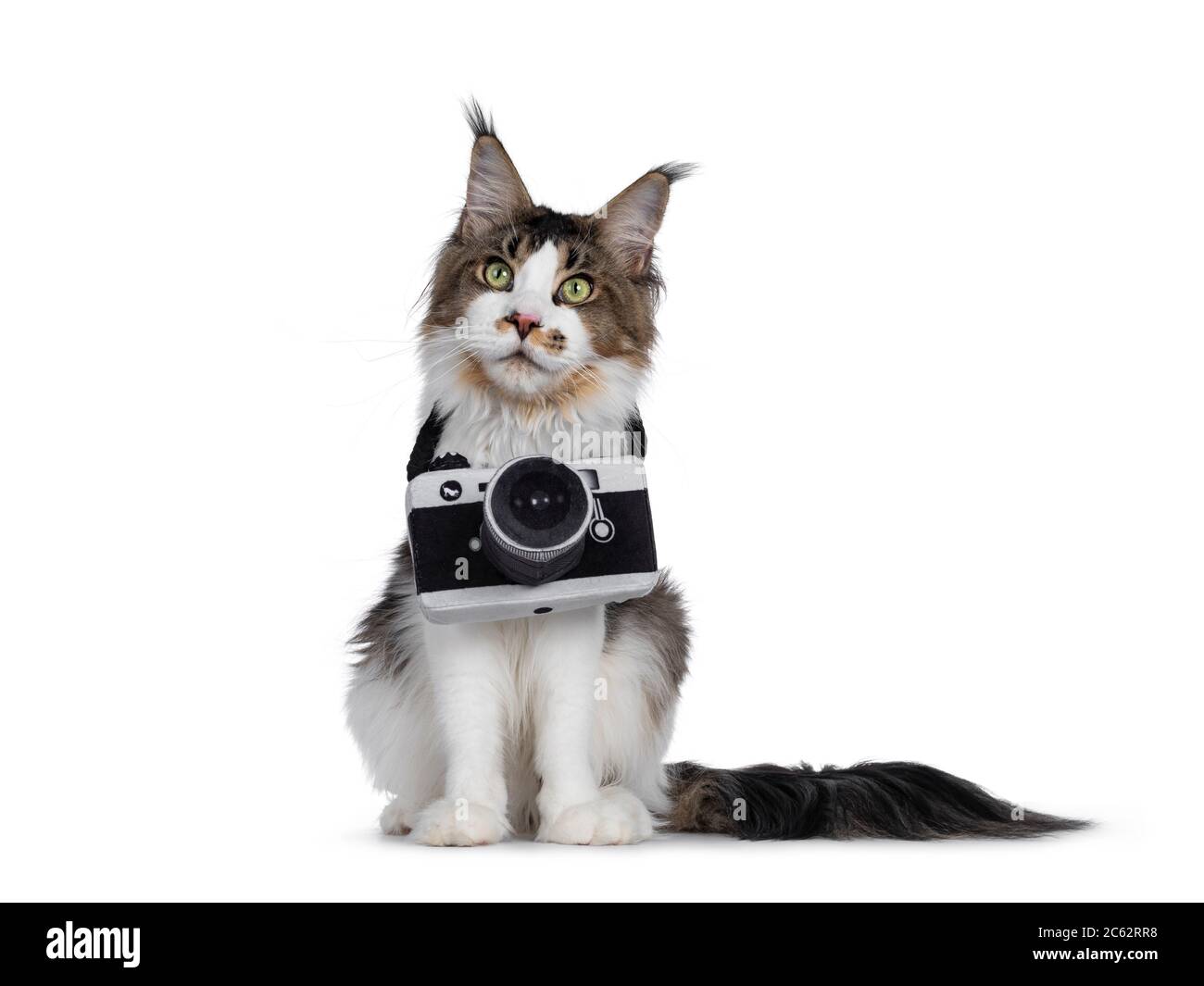 Joli jeune chat Maine Coon, assis face à l'avant. Porter un appareil photo en peluche autour du cou. Vue au-dessus et à côté de l'objectif. Isolé sur fond blanc. Banque D'Images