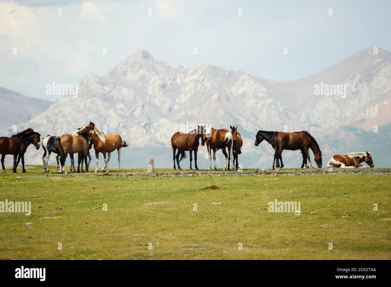 Chevaux semi-sauvages au Kirghizistan Banque D'Images