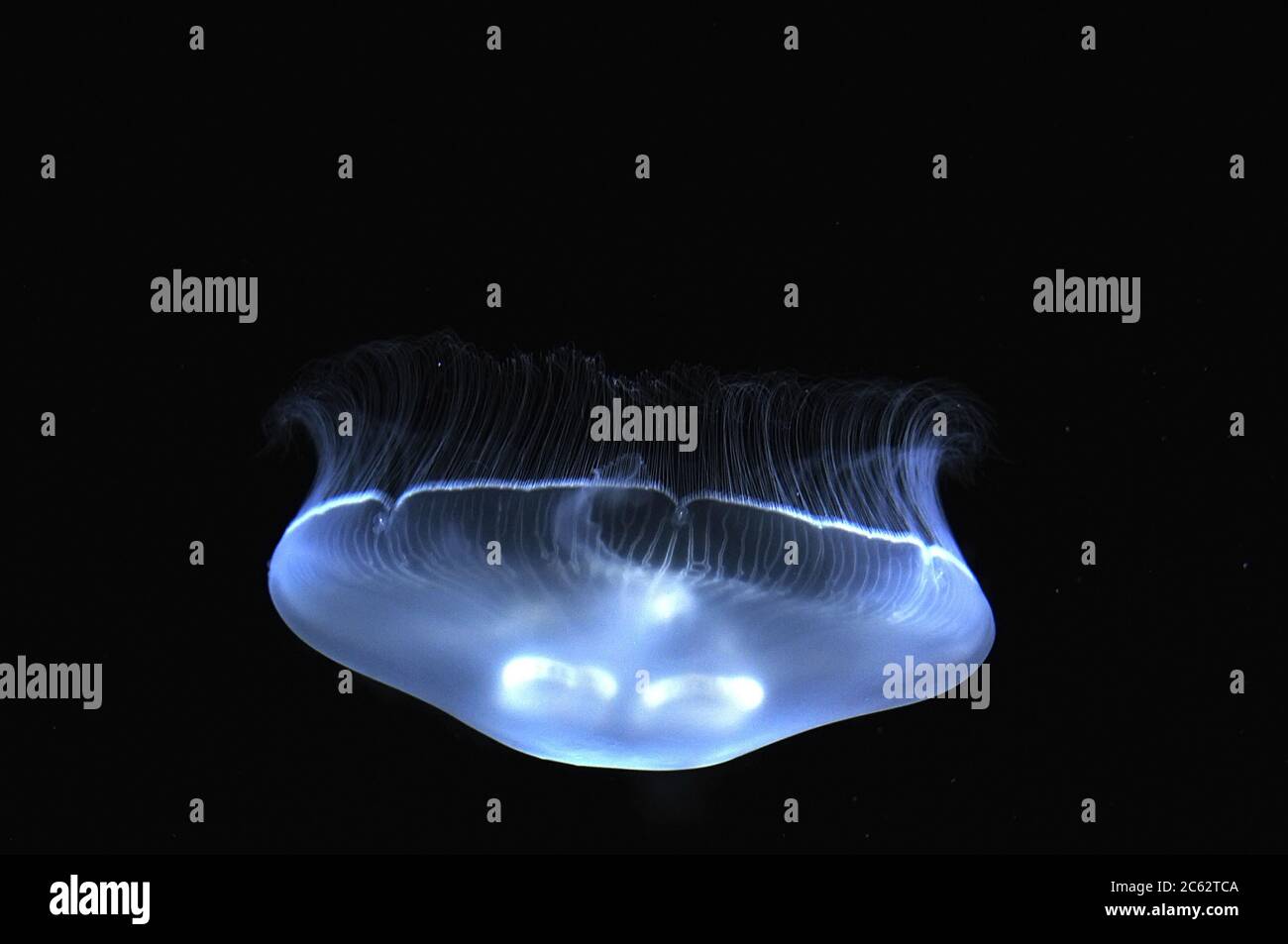 Méduses blanches dans les eaux sombres Banque D'Images