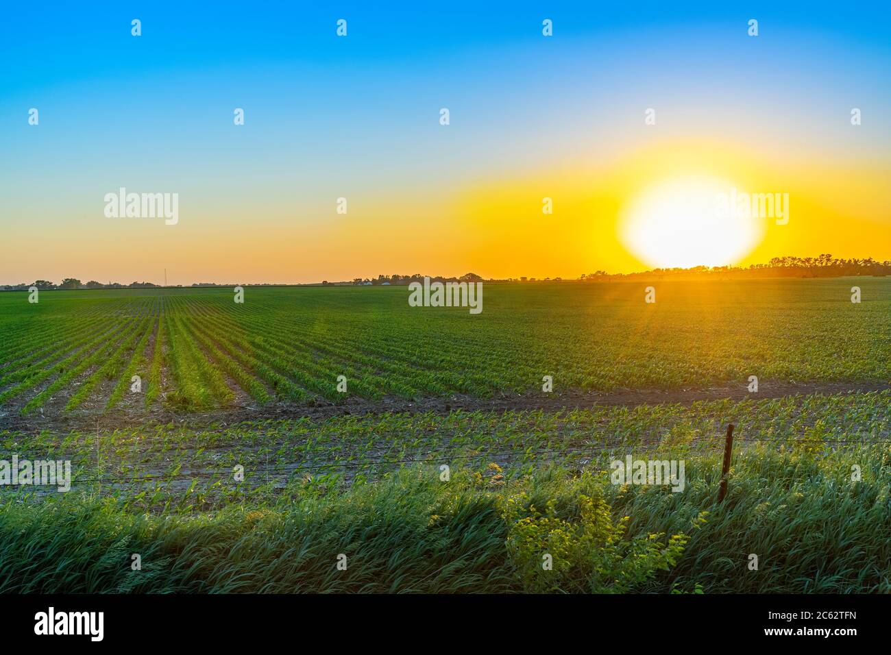 Cornfield au coucher du soleil, Donifan, Nebraska, États-Unis Banque D'Images