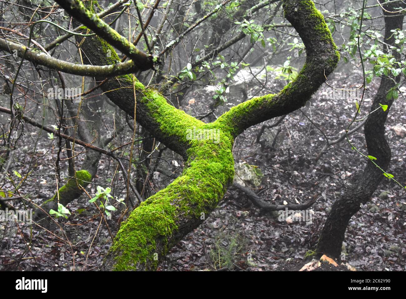 Tronc d'arbre dans une forêt brumeuse Banque D'Images