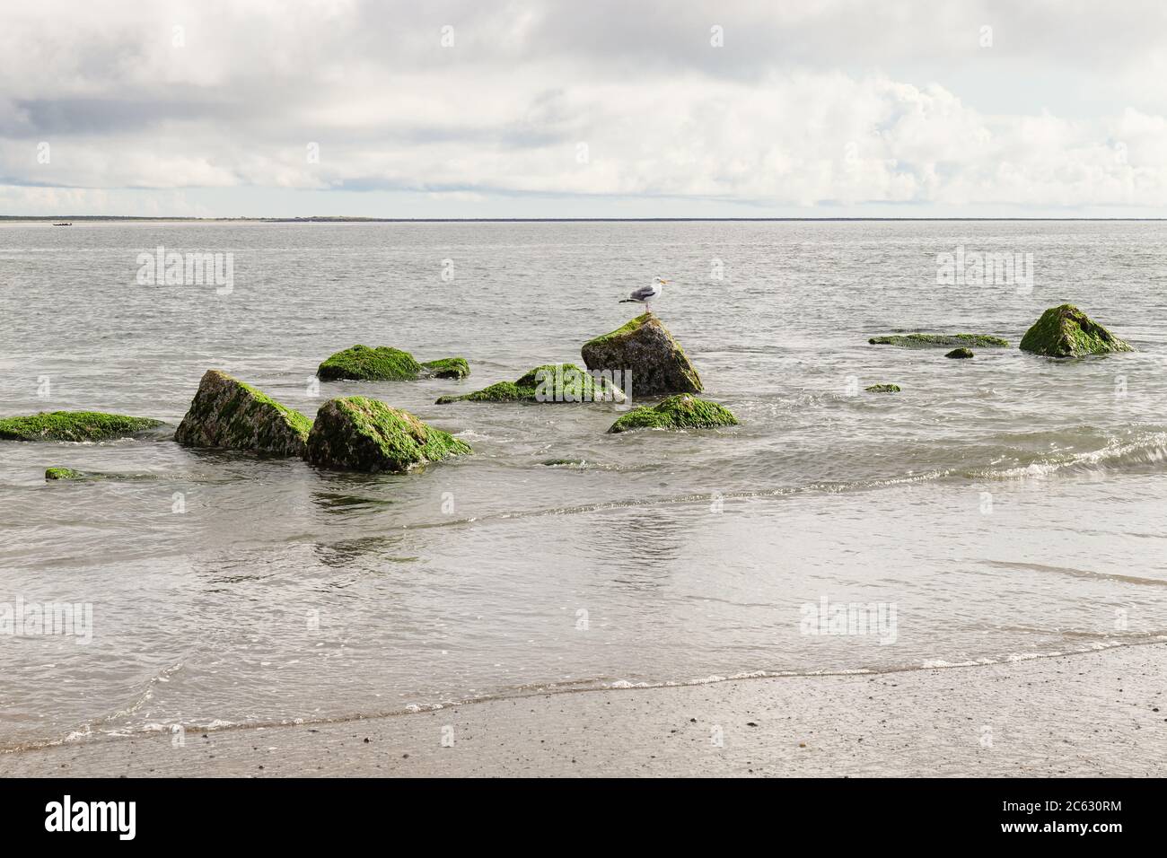 Rochers verts couverts d'algues avec mouette dans l'océan Banque D'Images